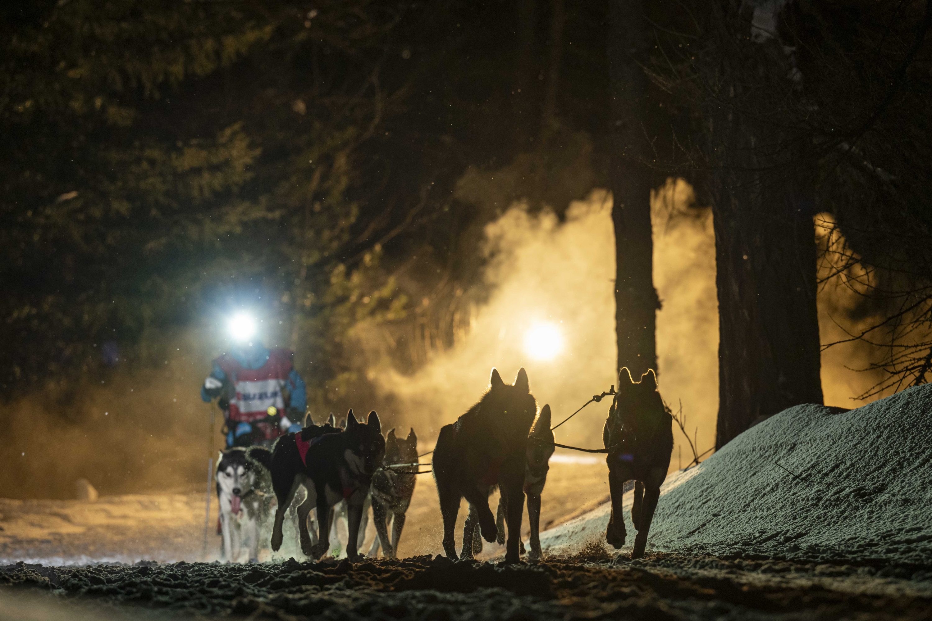 musher avec son attelage