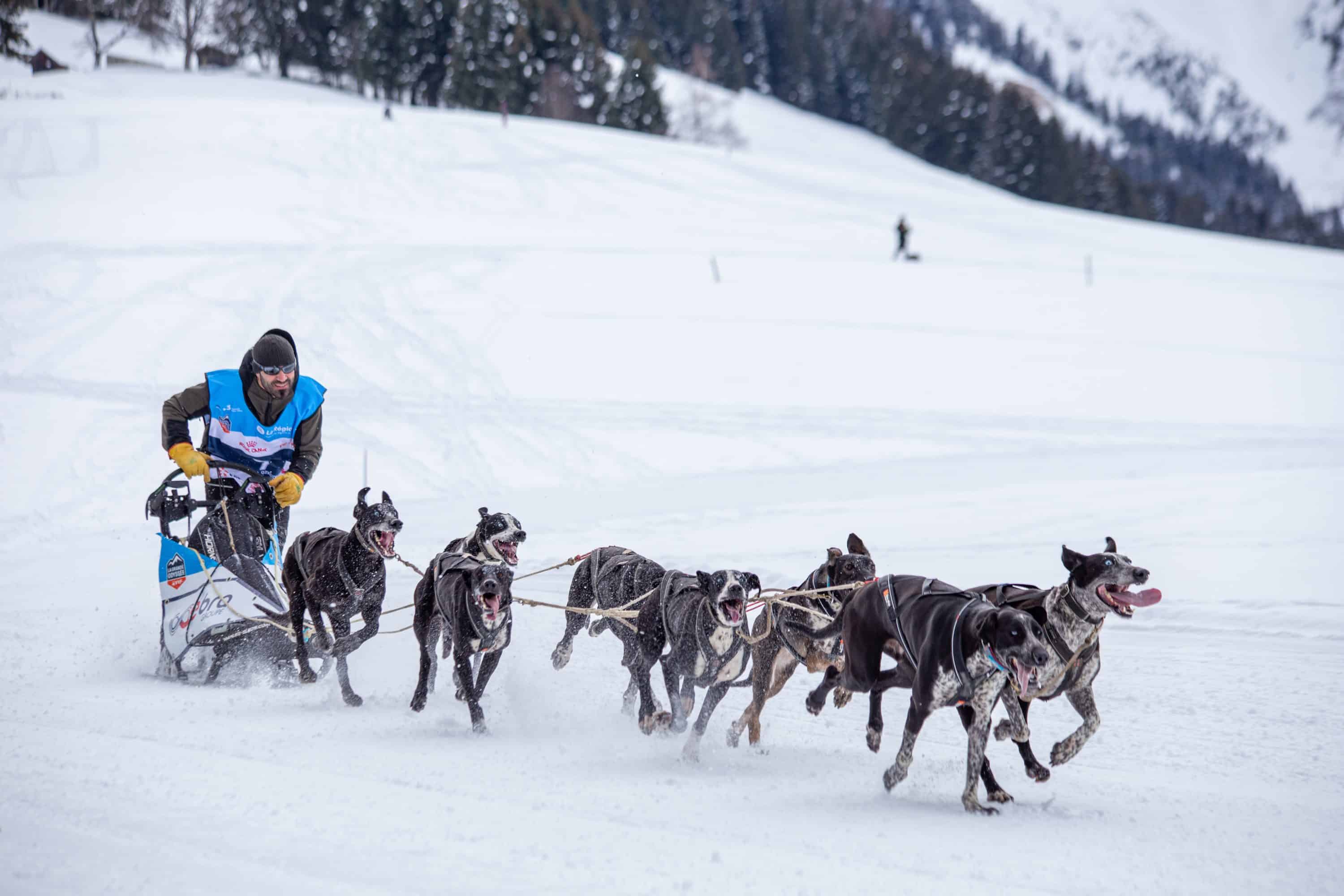 musher avec son attelage