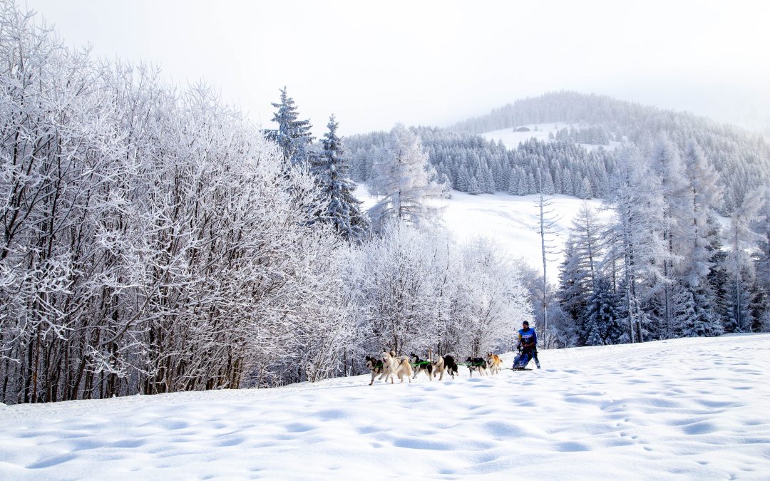 JULES, LE JEUNE MUSHER DU JURA QUI A DE L’AVENIR !